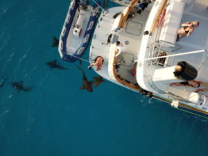 Photo of sharks circling