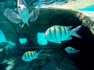 Photo of fish at the airplane wreck